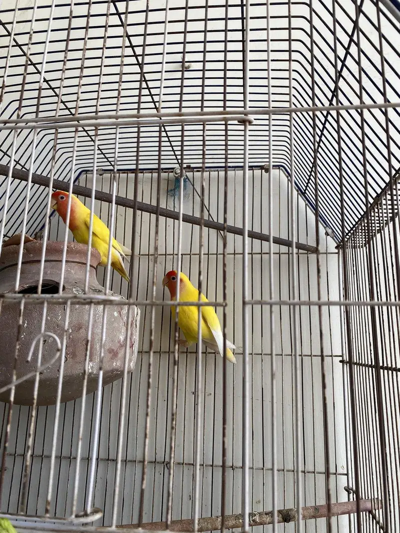 lutina red eyes bredar pair with eggs and cage — photo 2
