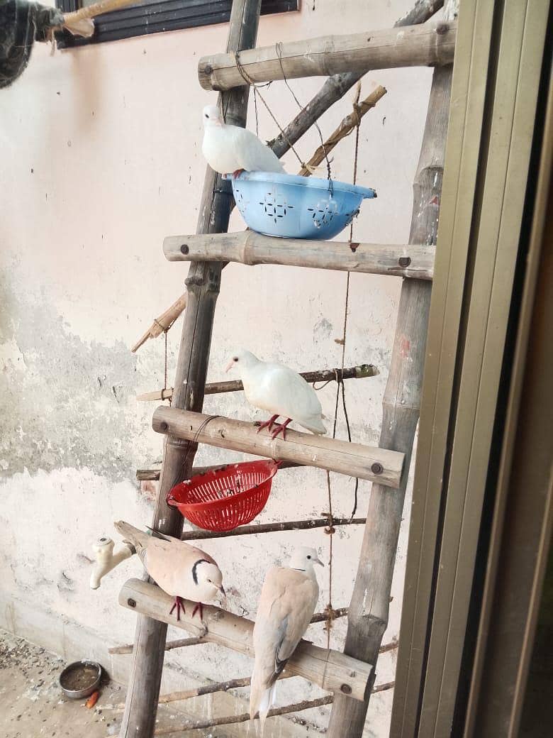 Doves 2