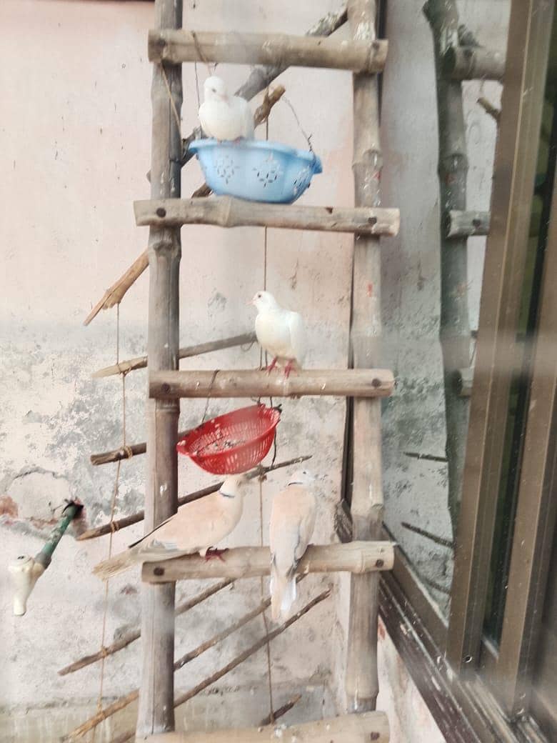 Doves 3