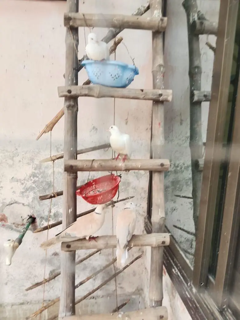Doves — photo 4