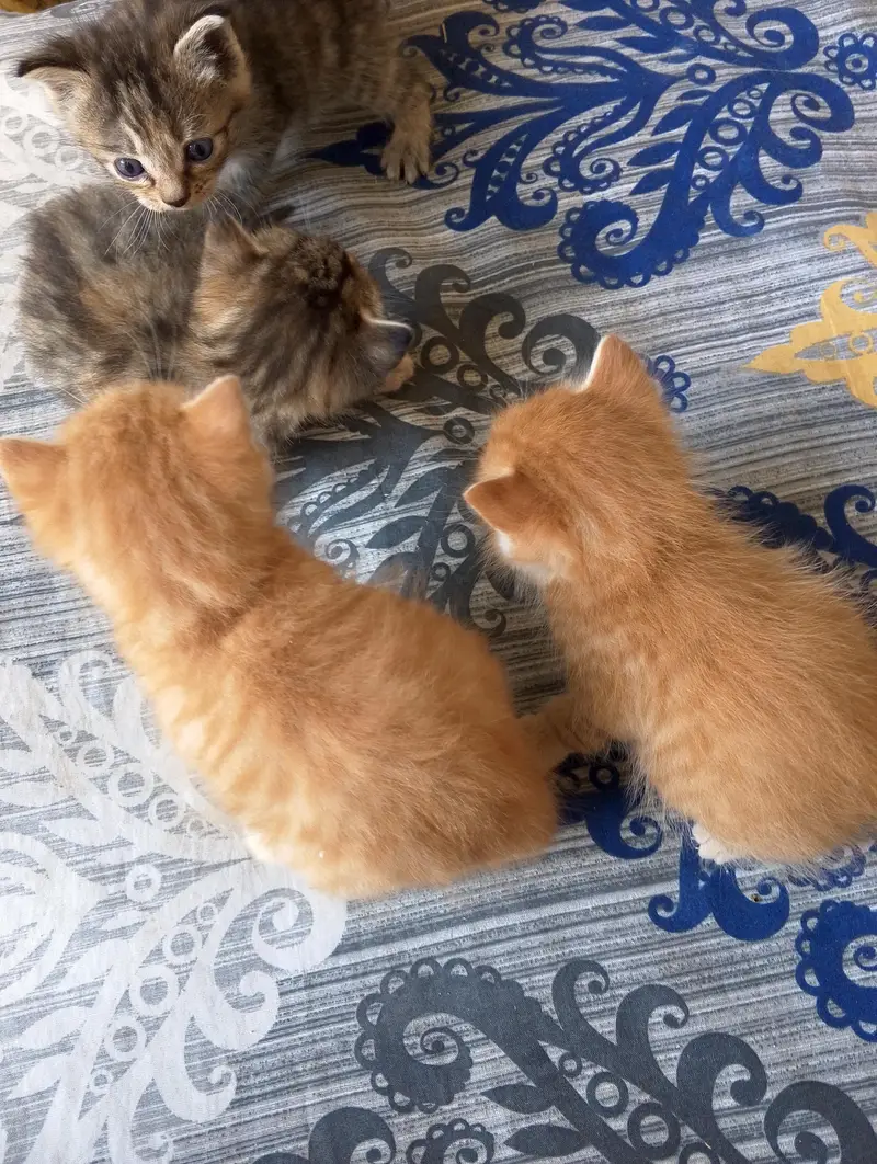 triple ND double coated Persian kittens for sale — photo 2