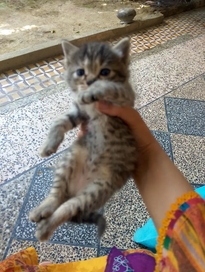 triple ND double coated Persian kittens for sale — photo 3