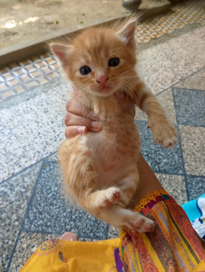 triple ND double coated Persian kittens for sale — photo 4