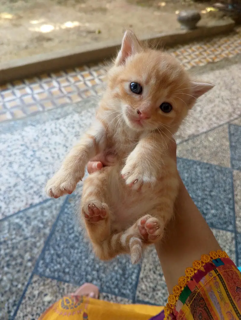 triple ND double coated Persian kittens for sale — photo 5