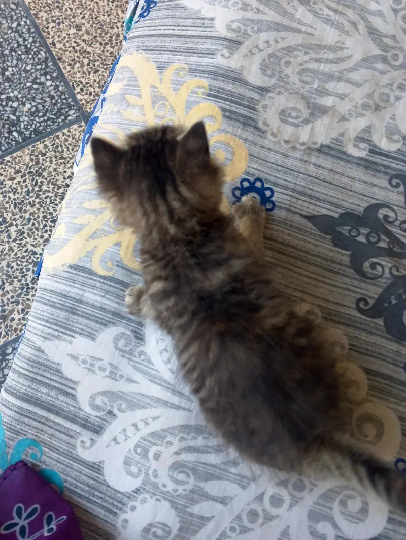 triple ND double coated Persian kittens for sale — photo 6