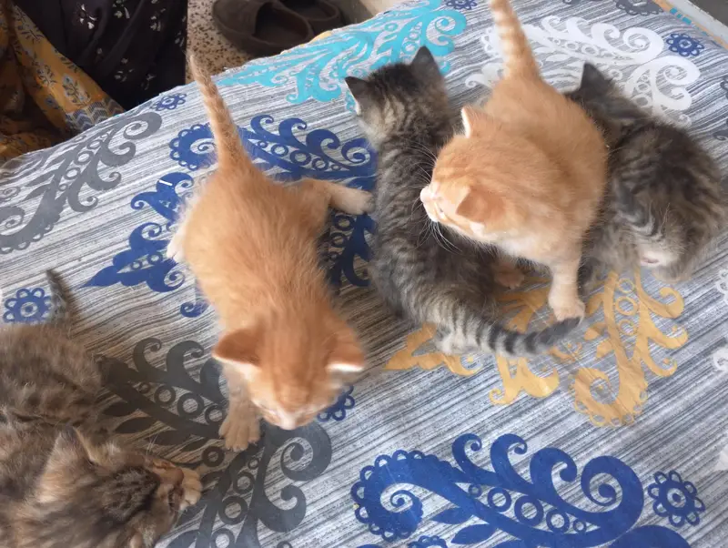 triple ND double coated Persian kittens for sale — photo 7