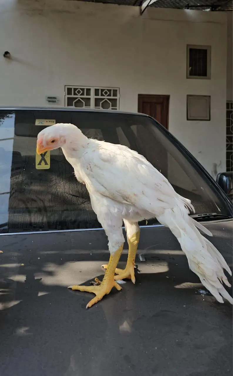 Parrot big. murga age 3month — photo 2