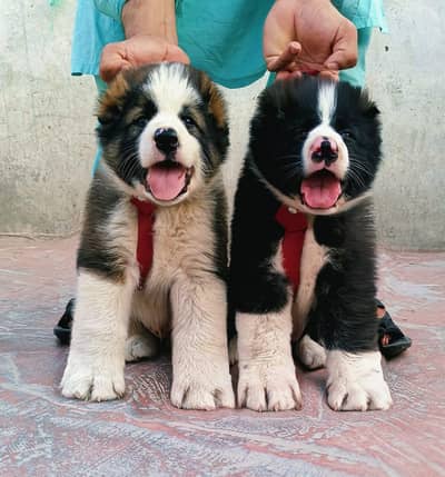 alabai security dog 2 month pair for sale