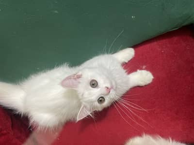 Beautiful Female White Hazel Eyes Persian Kitten  For Loving Family