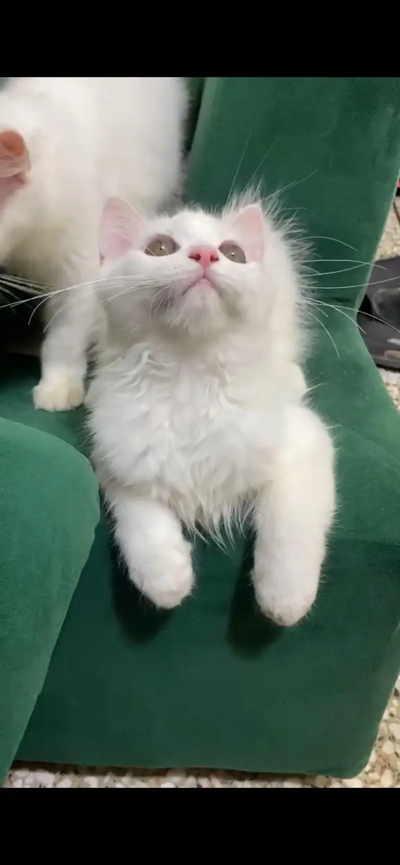 Beautiful Female White Hazel Eyes Persian Kitten  For Loving Family — photo 2