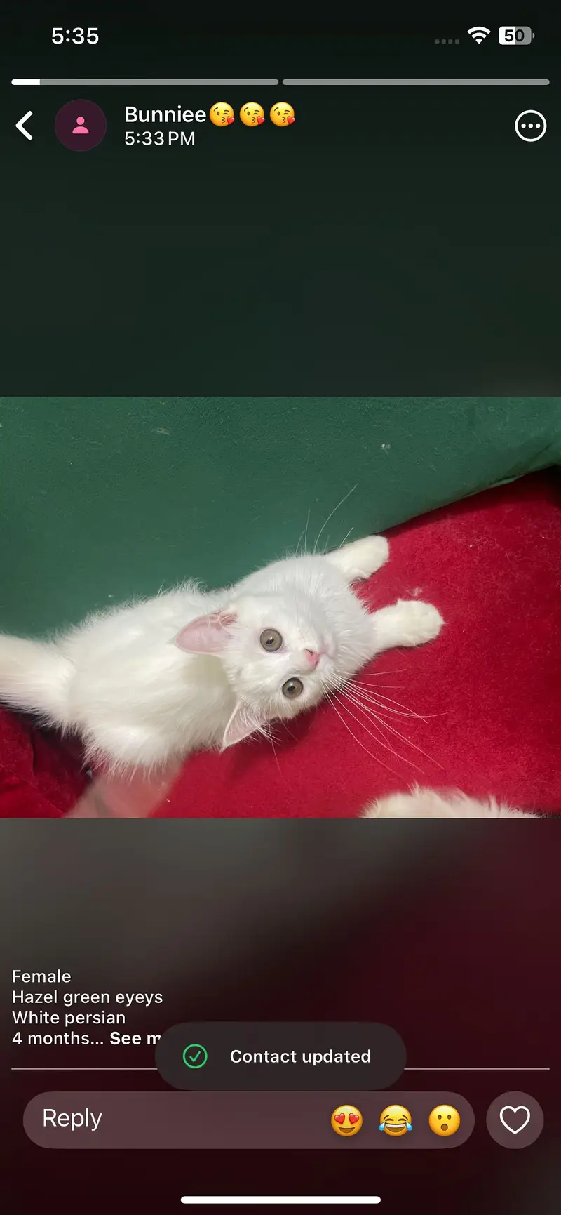 Beautiful Female White Hazel Eyes Persian Kitten  For Loving Family — photo 3
