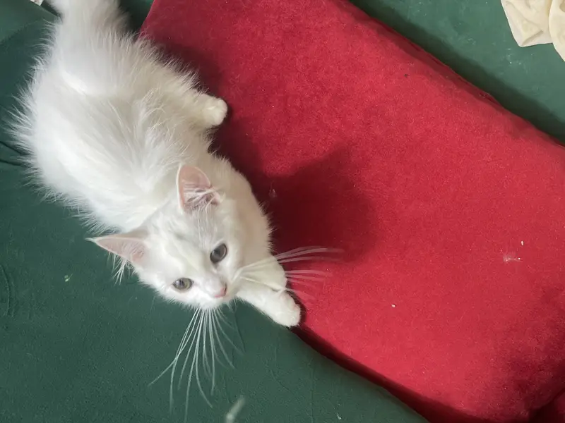 Beautiful Female White Hazel Eyes Persian Kitten  For Loving Family — photo 4