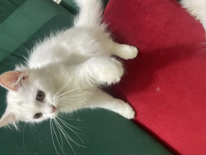 Beautiful Female White Hazel Eyes Persian Kitten  For Loving Family — photo 5