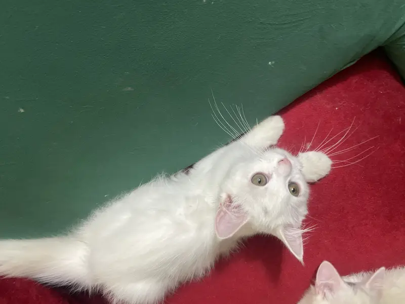Beautiful Female White Hazel Eyes Persian Kitten  For Loving Family — photo 6