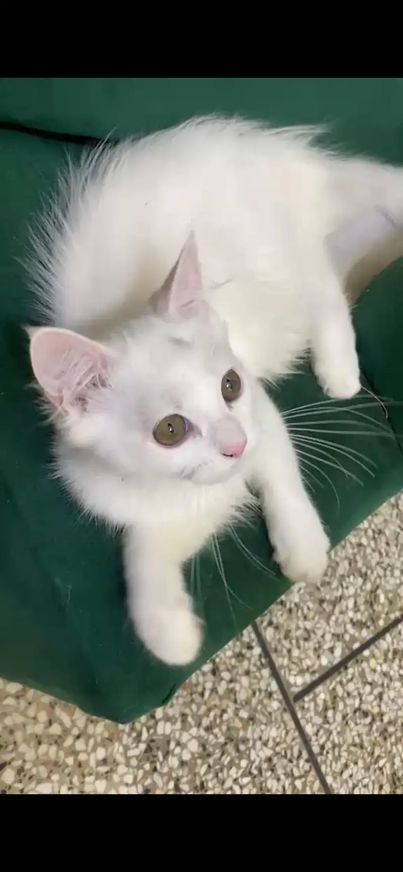 Beautiful Female White Hazel Eyes Persian Kitten  For Loving Family — photo 7