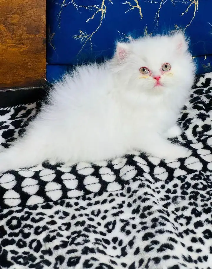 Persian cats My WhatsApp 03057080474 \\\\////&@#$-$-@ — photo 5
