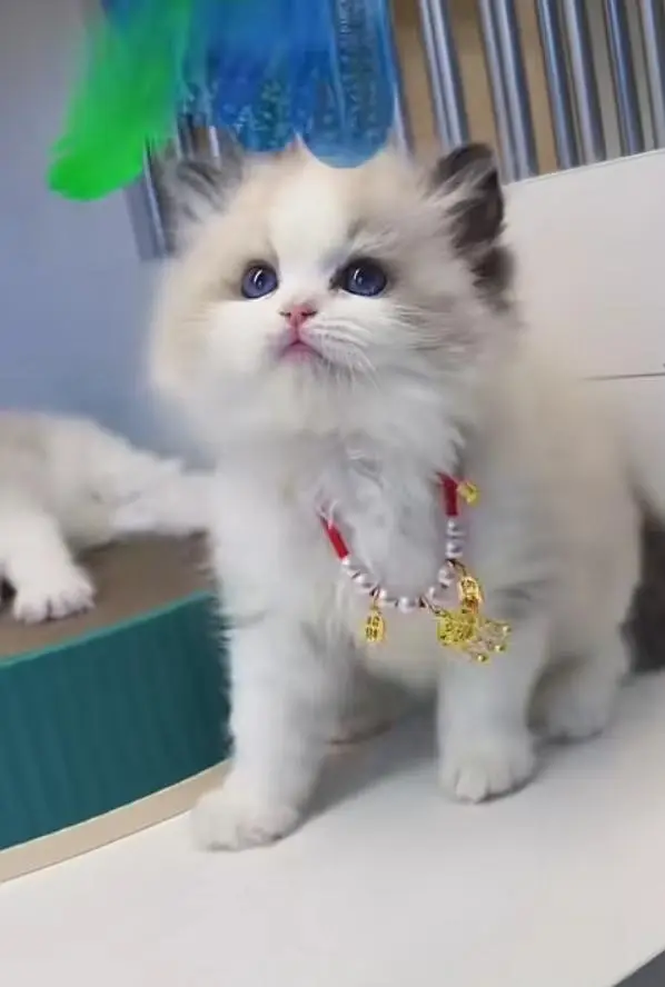 Persian cats My WhatsApp 03057080474 \\\\////&@#$-$-@ — photo 8