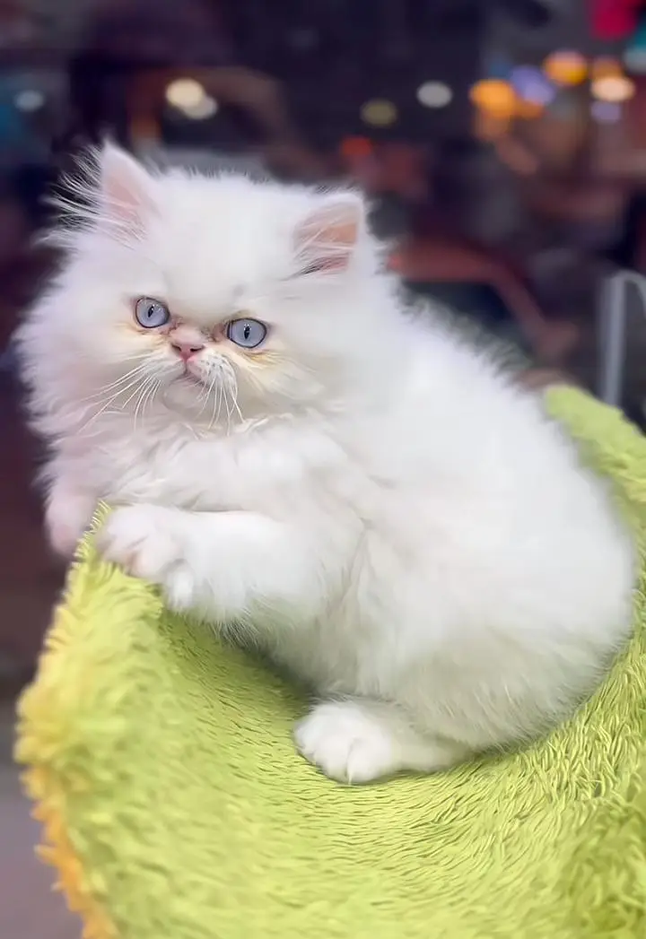 Persian cats My WhatsApp 03057080474 \\\\////&@#$-$-@ — photo 10