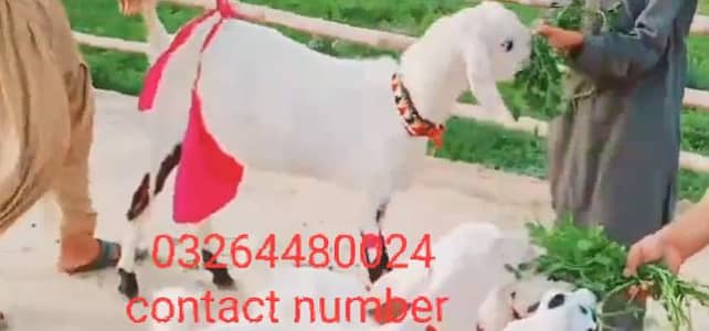 teen bacchon wali gulabi bakri for sale