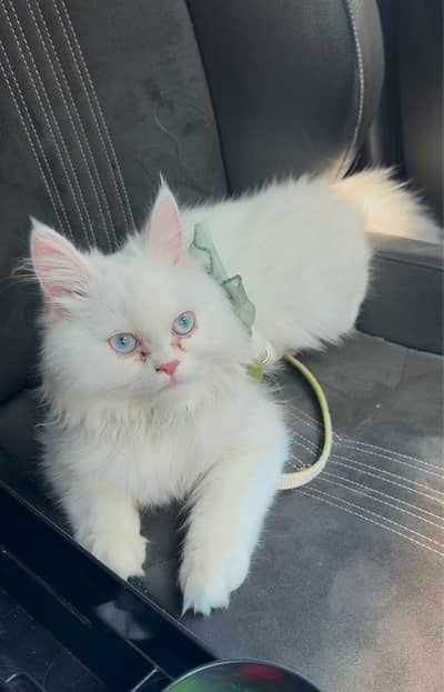 Cat/Persian/Pet