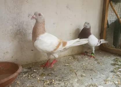 pigeon j