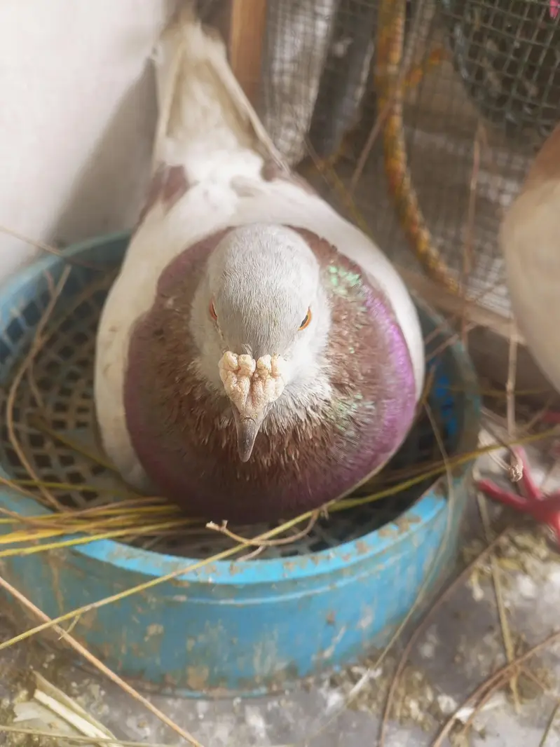 pigeon j — photo 2