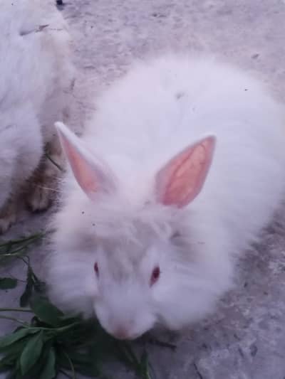 Buti ful Rabbits