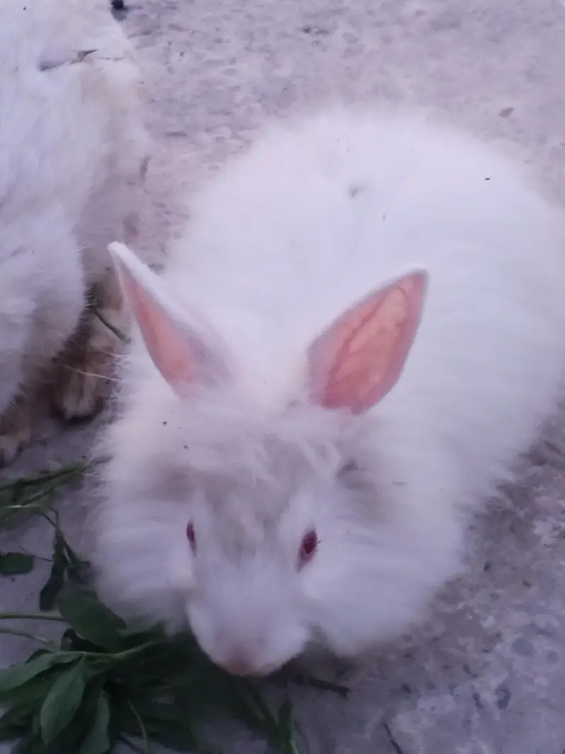 Buti ful Rabbits