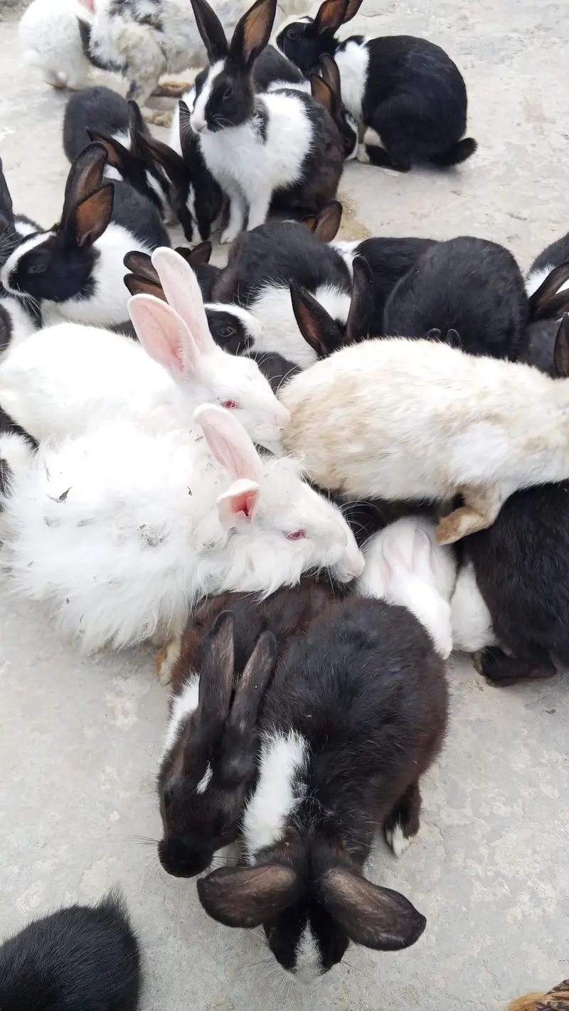 Buti ful Rabbits — photo 2