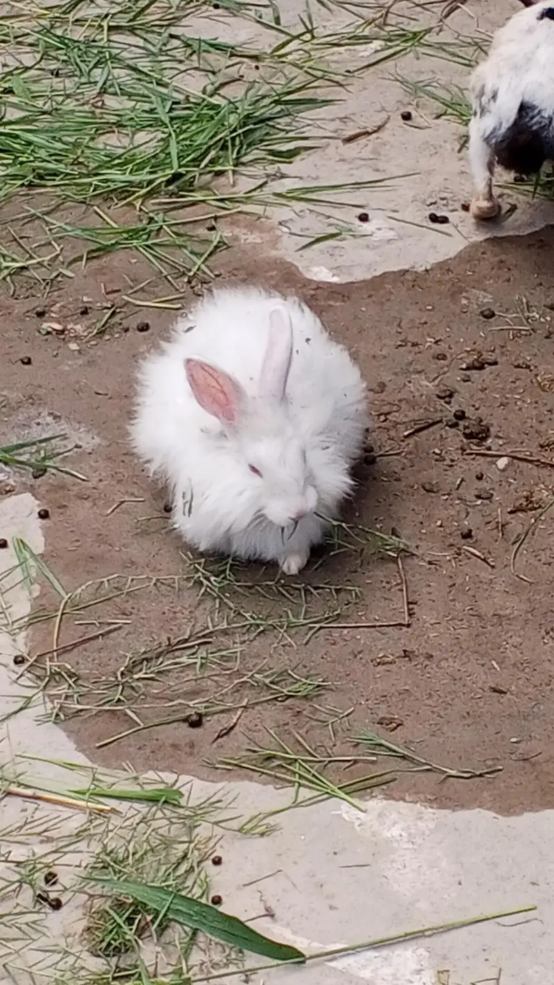 Buti ful Rabbits — photo 3