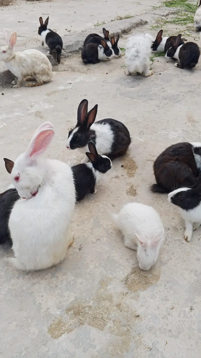 Buti ful Rabbits — photo 4