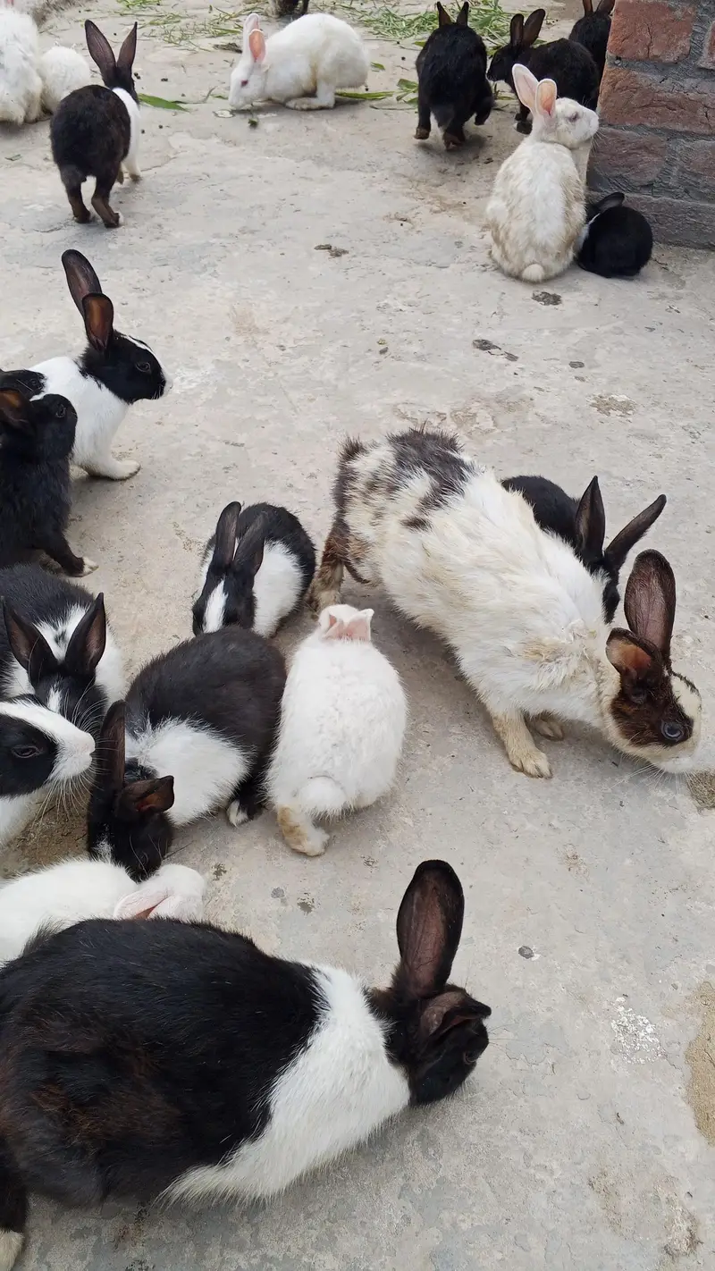 Buti ful Rabbits — photo 5