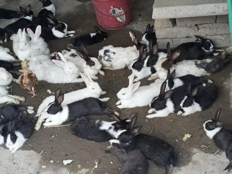 Buti ful Rabbits — photo 6