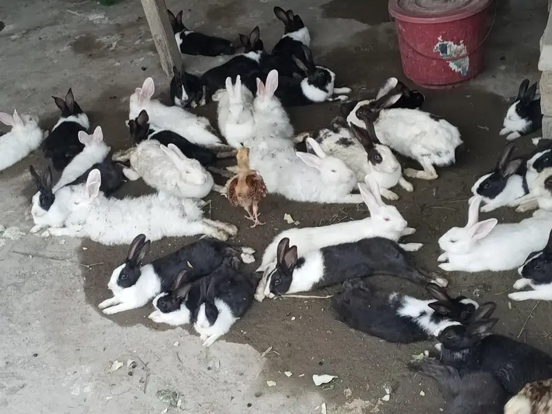 Buti ful Rabbits — photo 7