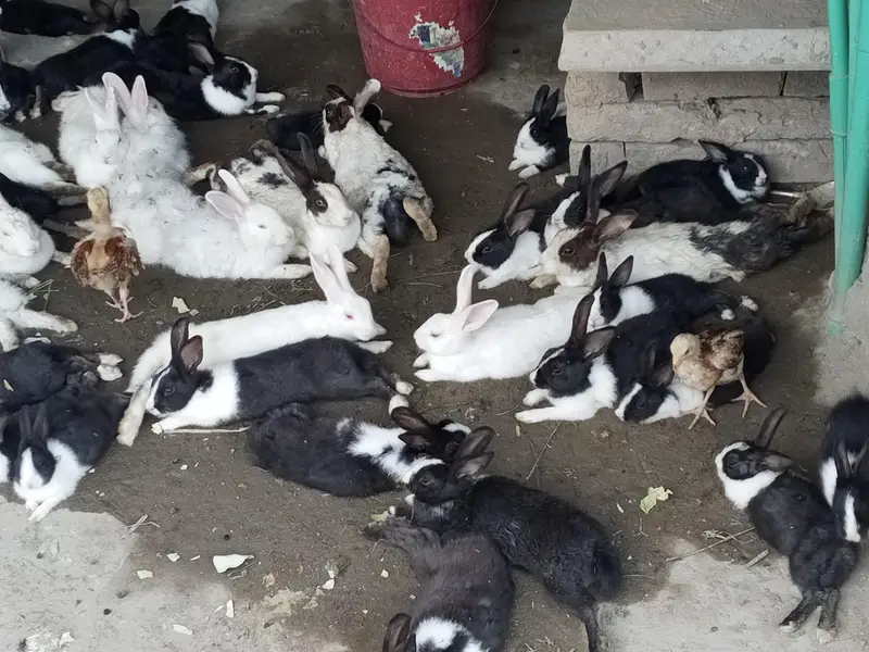 Buti ful Rabbits — photo 8