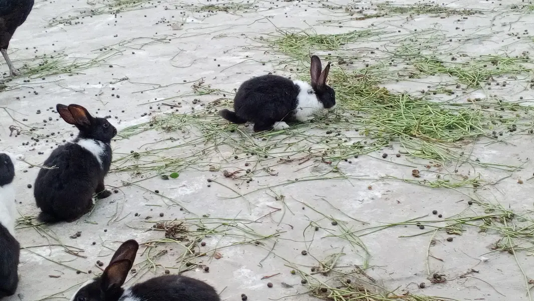 Buti ful Rabbits — photo 9