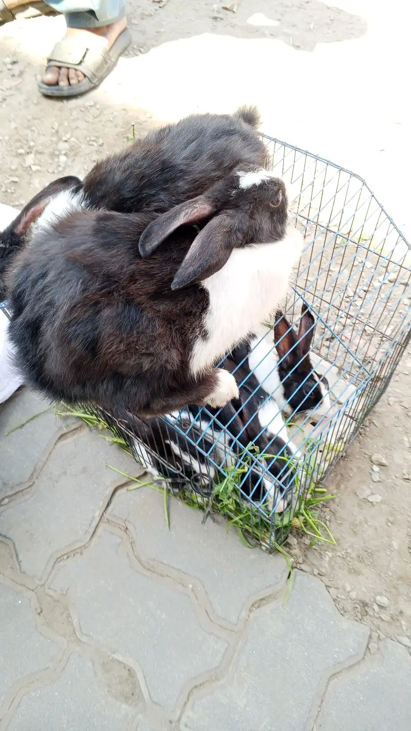 Buti ful Rabbits — photo 10
