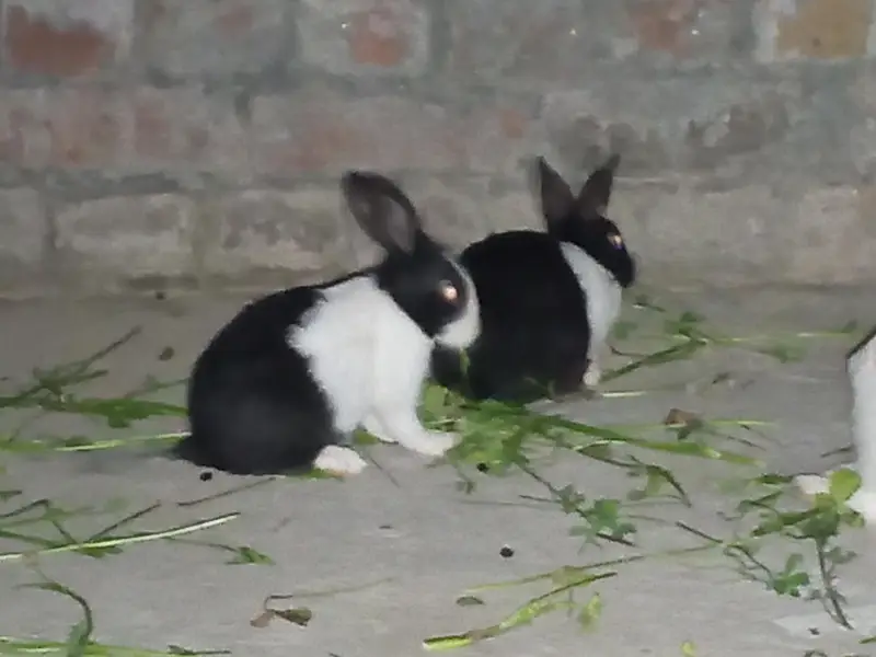 Buti ful Rabbits — photo 11