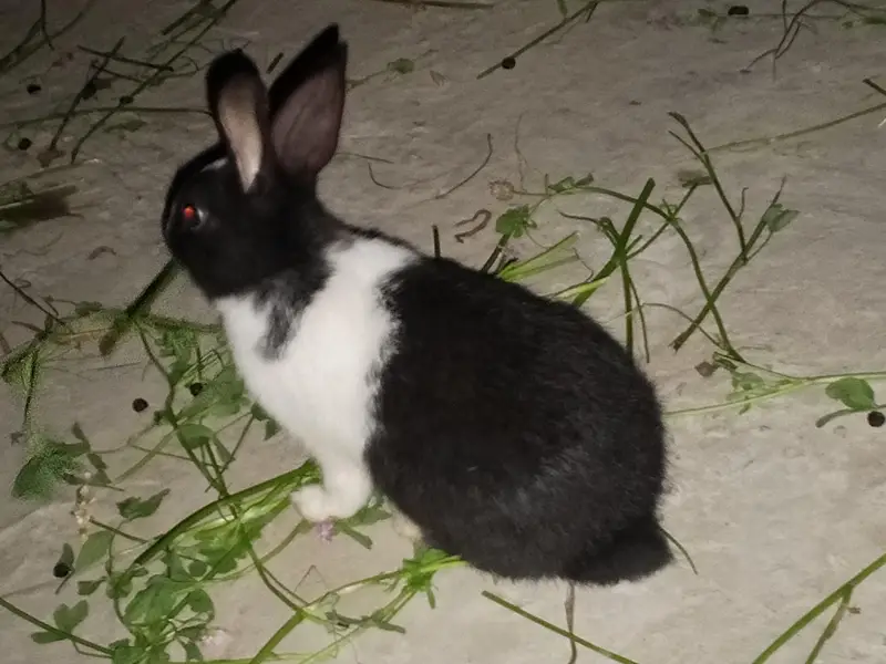 Buti ful Rabbits — photo 12