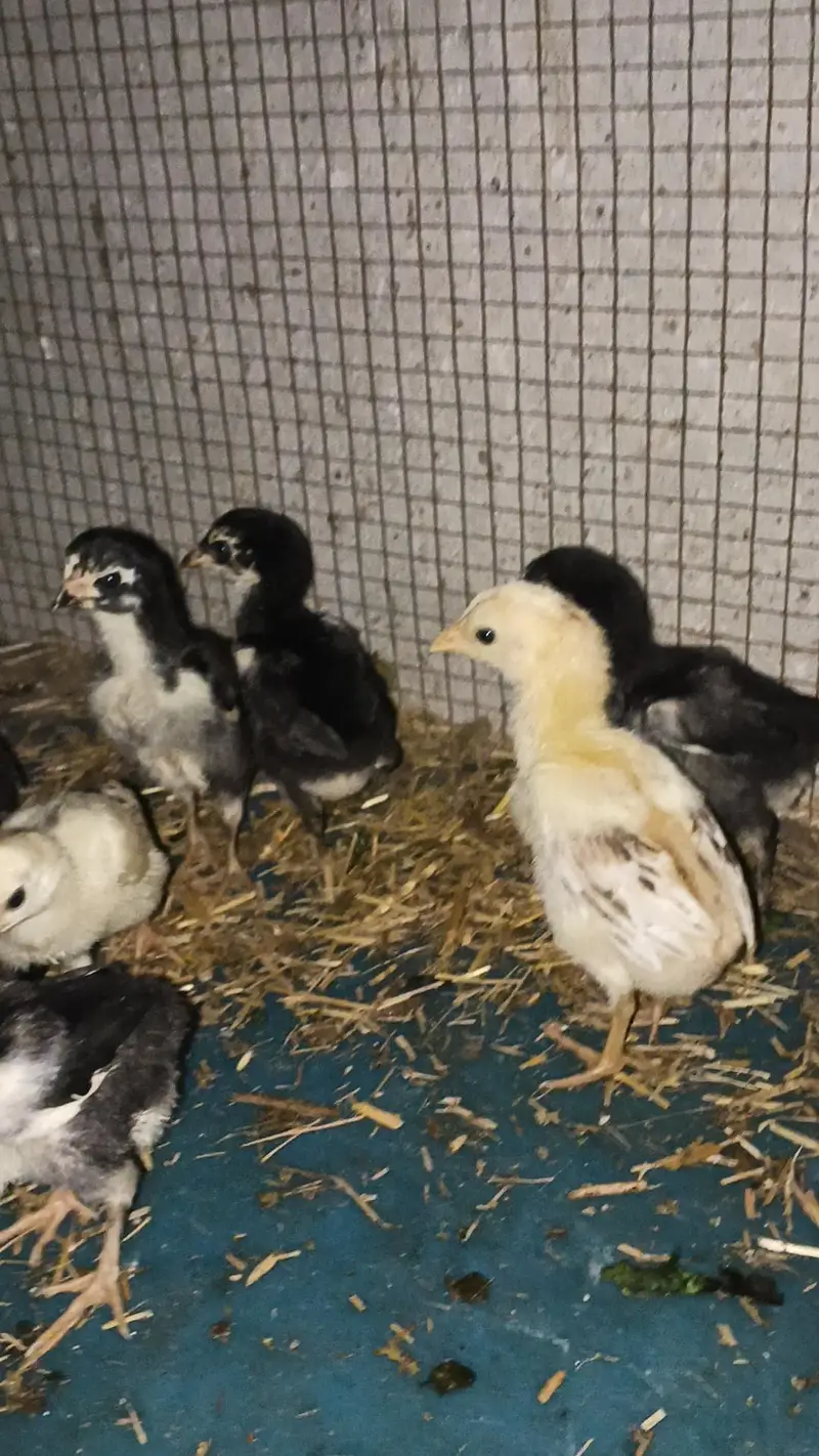 MA Sha Allah Pure Thai Chicks available — photo 2