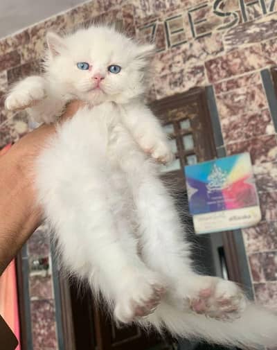persian kitten | persian cat | cute cat | cat persian
