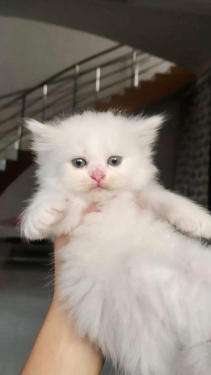 persian kitten | persian cat | cute cat | cat persian — photo 2
