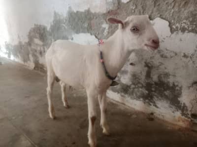teda male available location Talagang