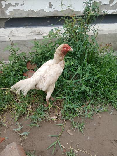 Heera Madi For Sale Ha