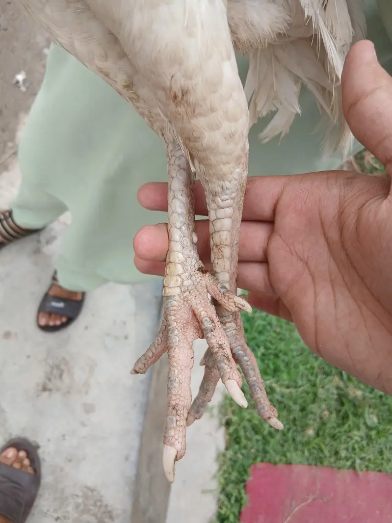 Heera Madi For Sale Ha — photo 3
