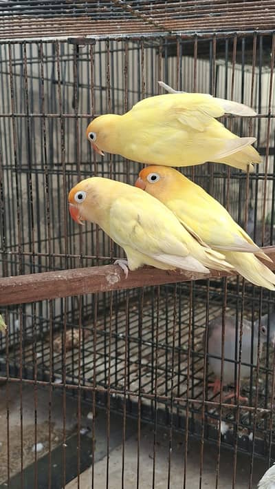 lovebird