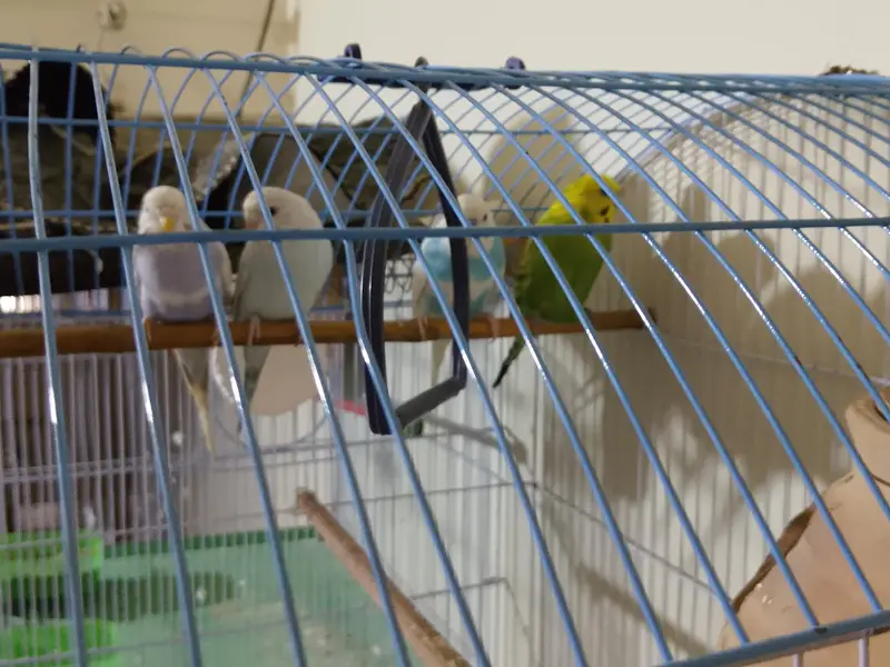 bugies for sale — photo 2