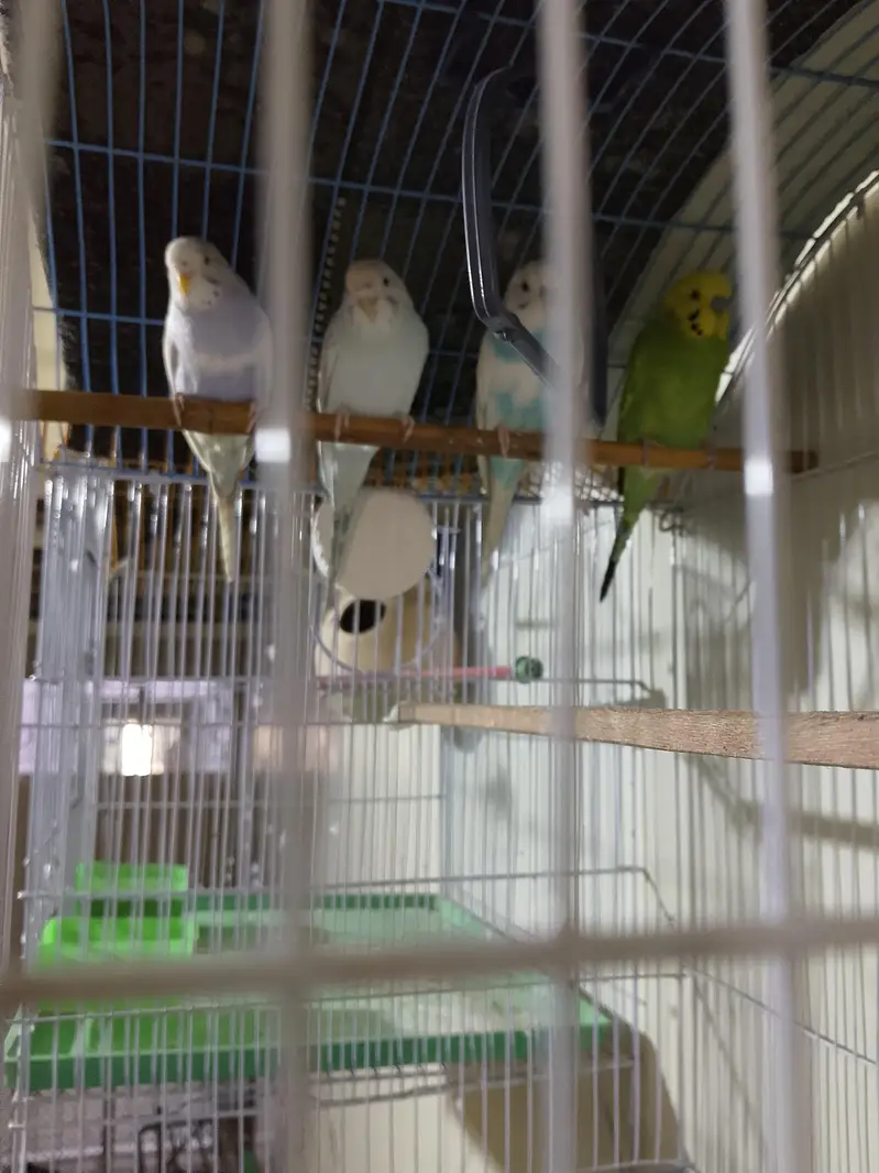 bugies for sale — photo 5