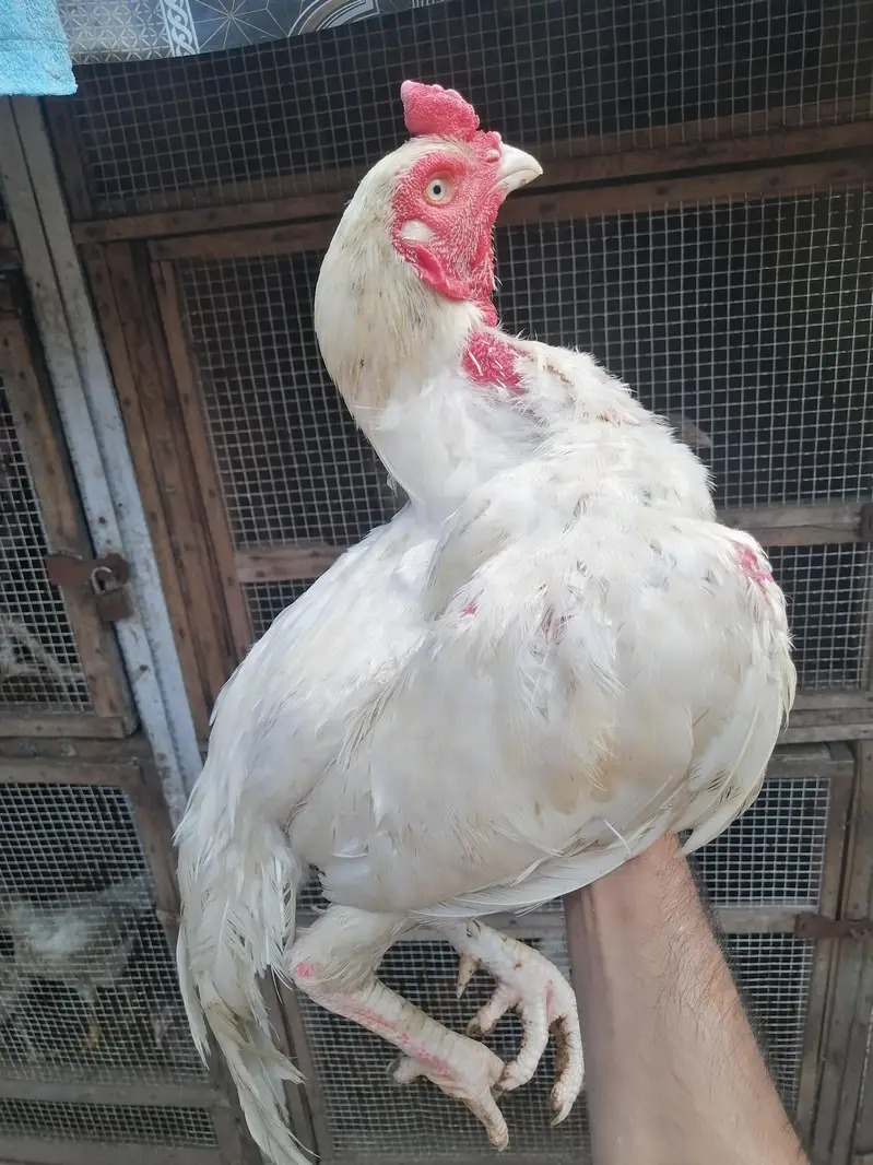 aseel heera or minawali — photo 2