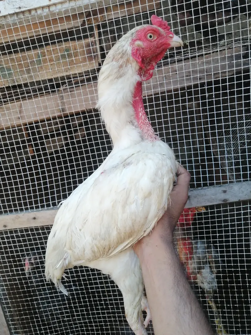aseel heera or minawali — photo 6
